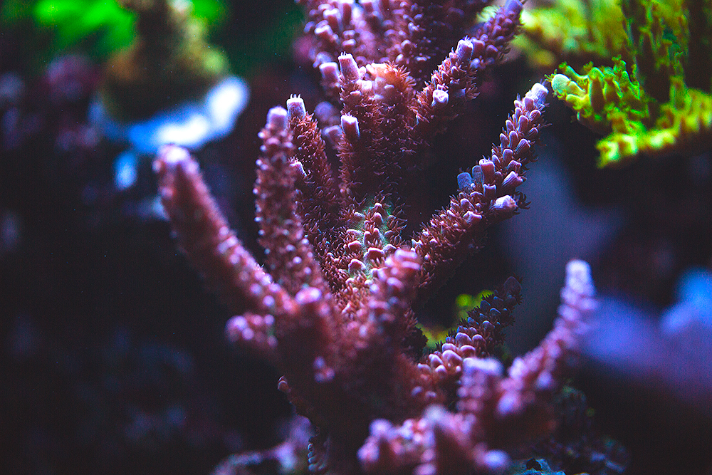 Corals_001.jpg