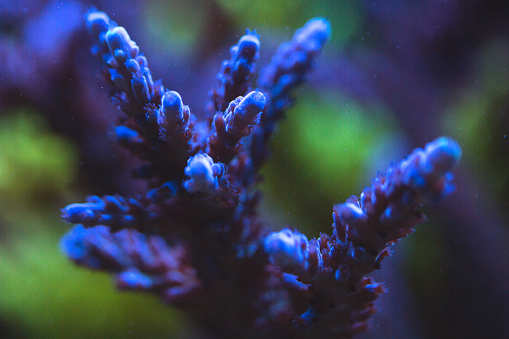 Corals_002.jpg