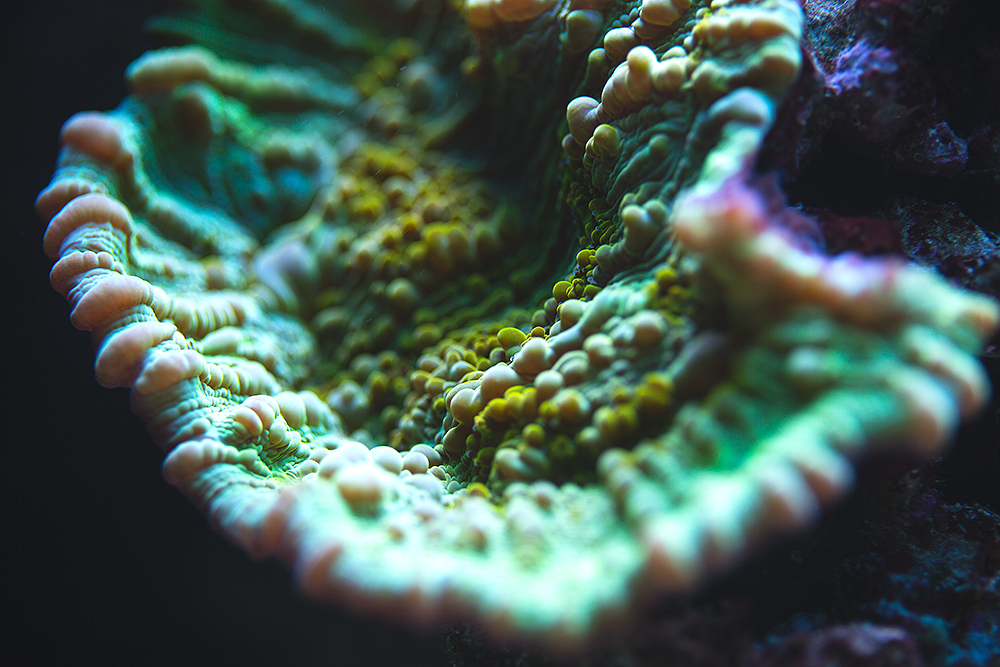 Corals_004.jpg