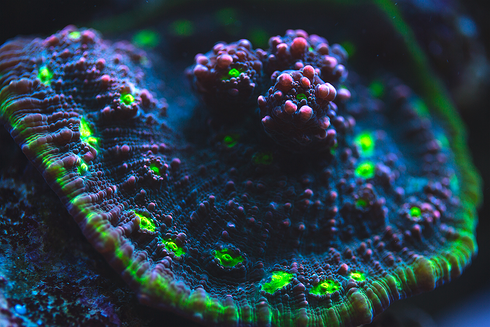 Corals_003.jpg
