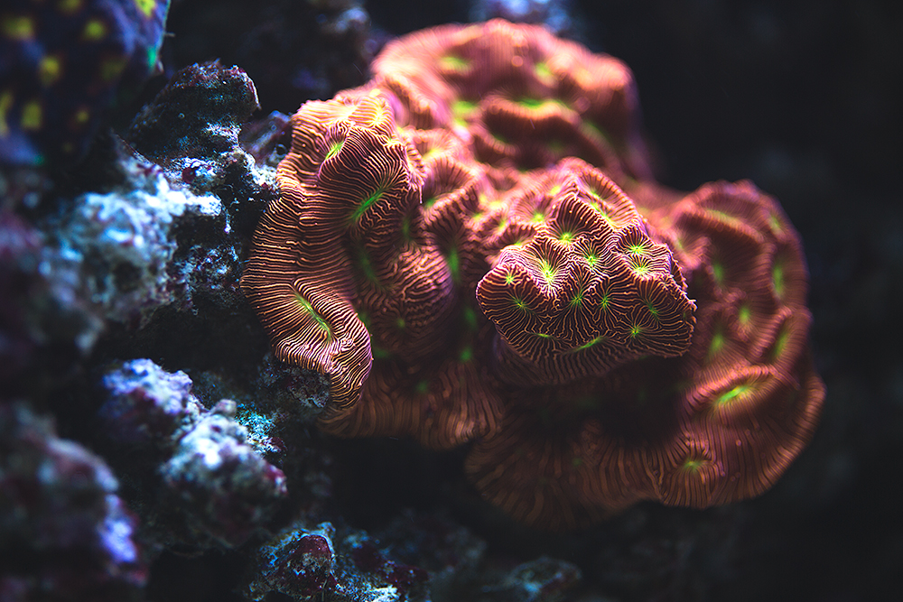 Corals_005.jpg