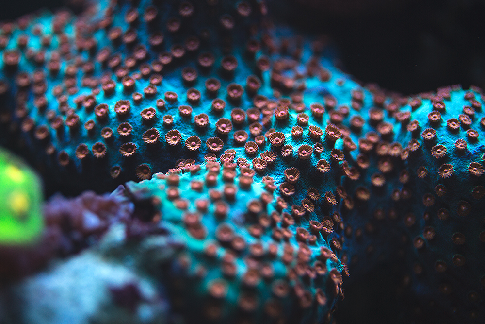 Corals_006.jpg