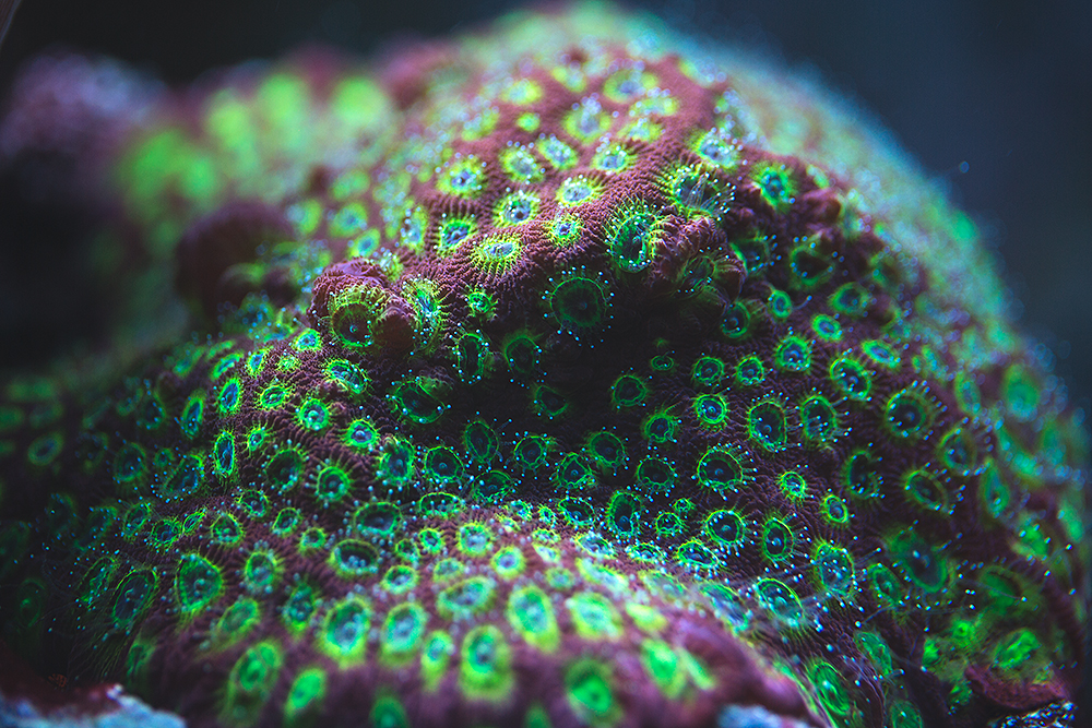 Corals_007.jpg