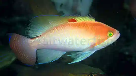 www.saltwaterfish.com