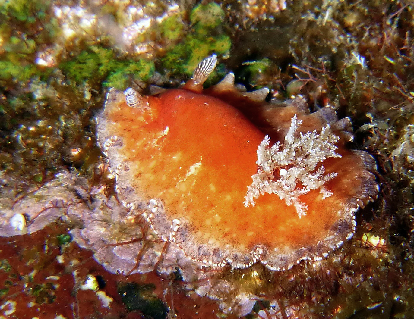 Image result for Platydoris pulchra