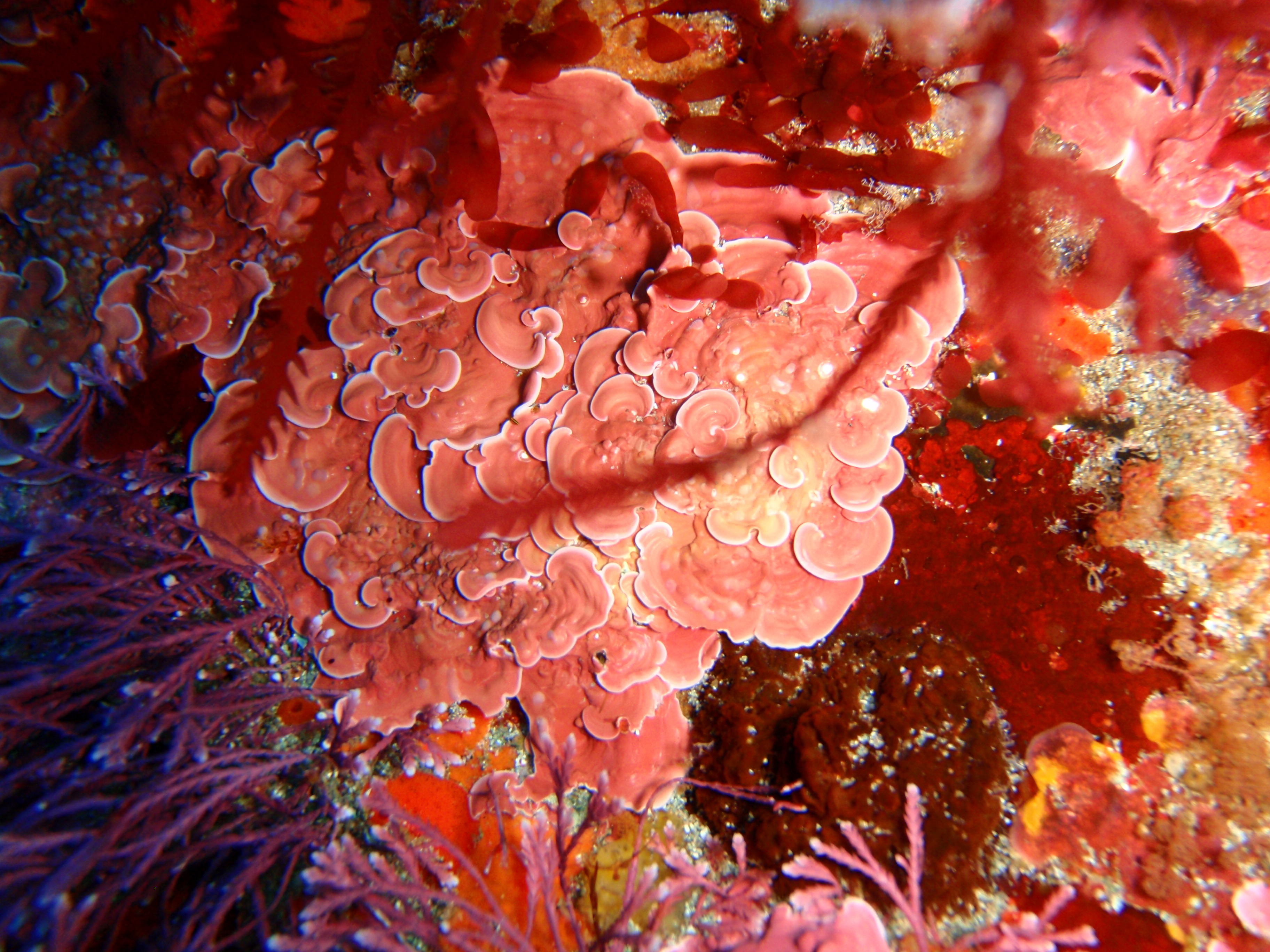 Crustose_coralline_algae%2C_South_East_Bay%2C_Three_Kings_Islands_PA121443.JPG