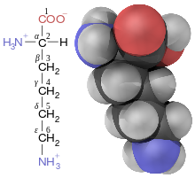 220px-Lysine_fisher_structure_and_3d_ball.svg.png