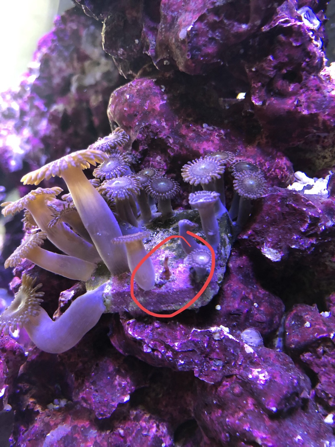 Vermetid Snail And Slimy Strings On Zoa Reef2reef Saltwater And