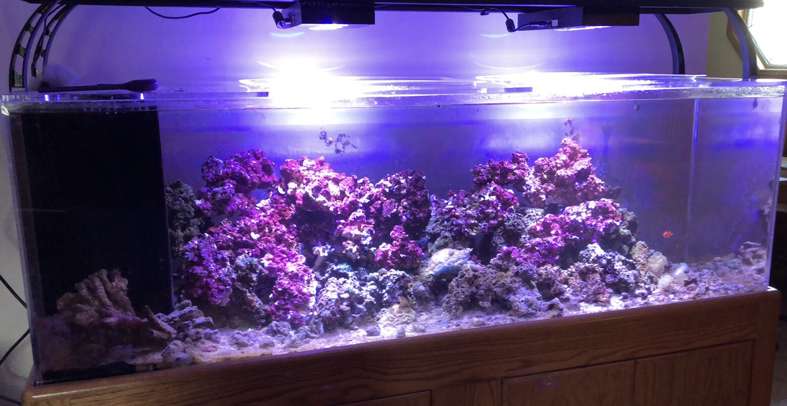 Real Reef Rock, Decoration