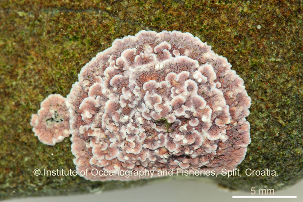 Coralline algae found in freshwater :: Wetpixel.com