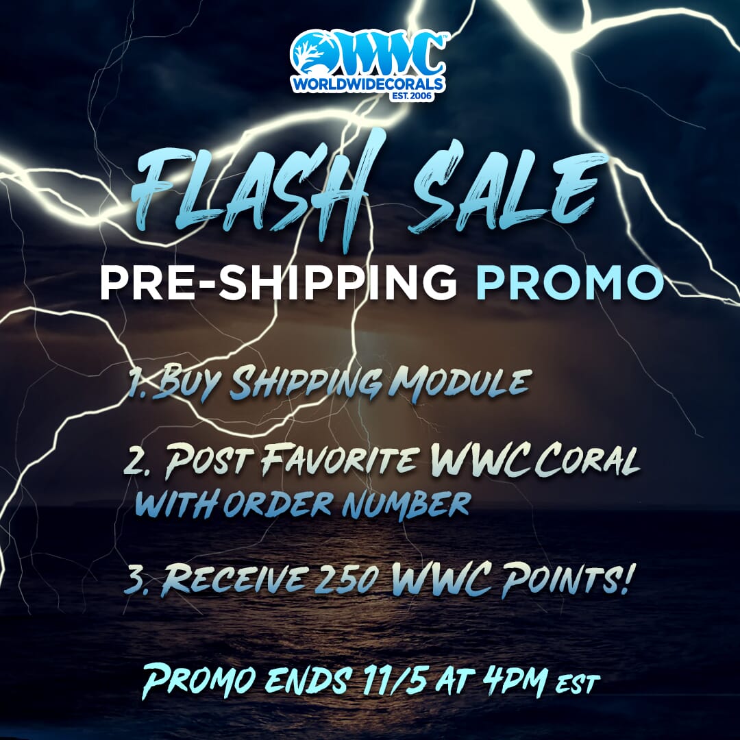 Flash-Sale-Pre-Shipping-Promo-2.jpg