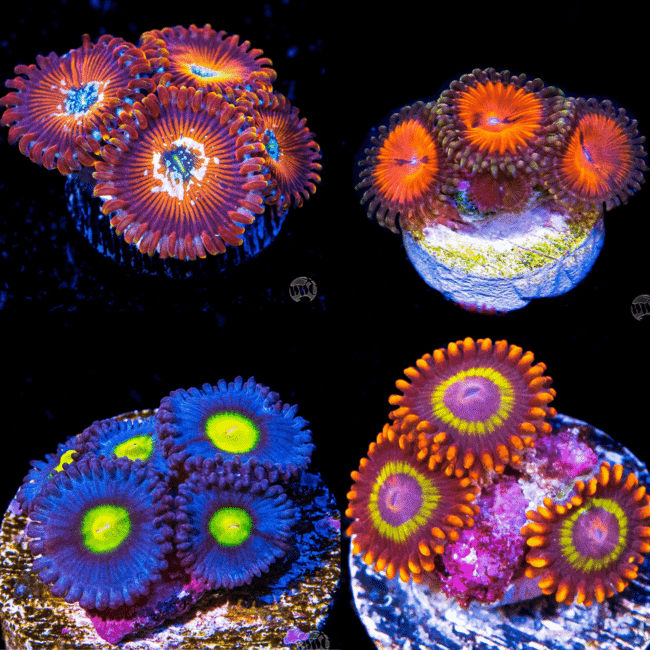 Fairy-Garden-Zoanthid-Weekly-Pack.png
