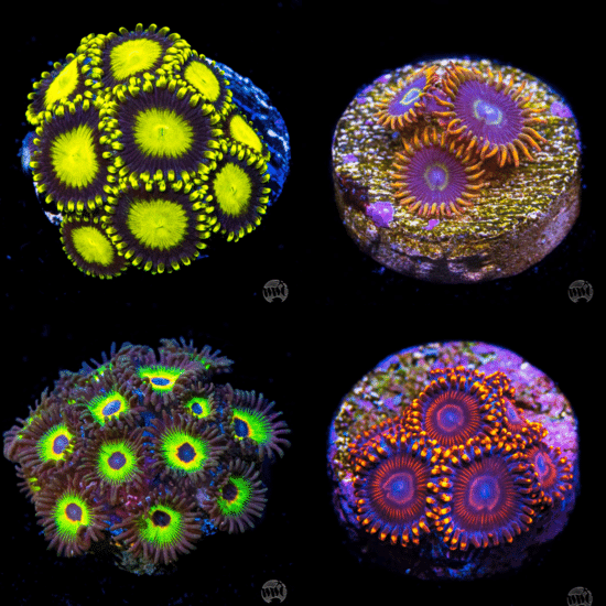 King_Sting_Zoa_Pack.png