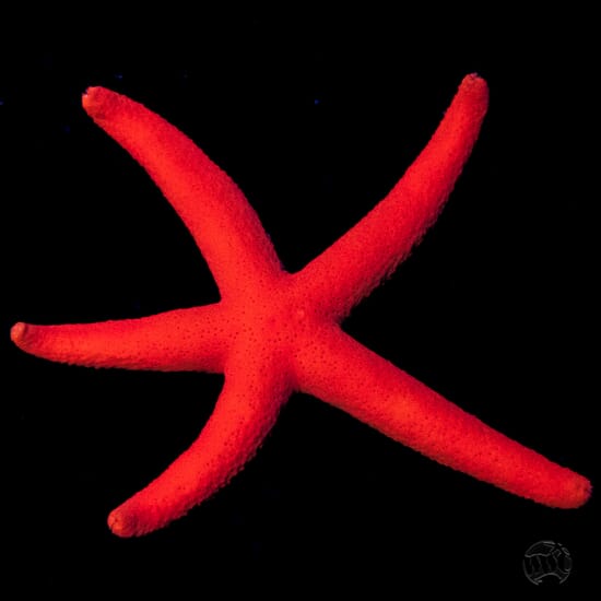 Red-Linckia-Starfish-04532.jpg