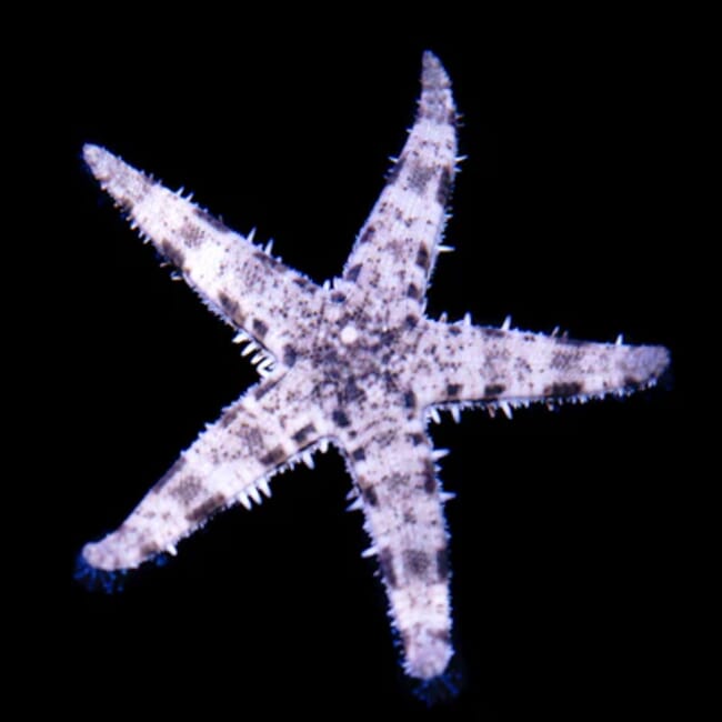 sandsiftingstarfish-wcs00471_400x.webp