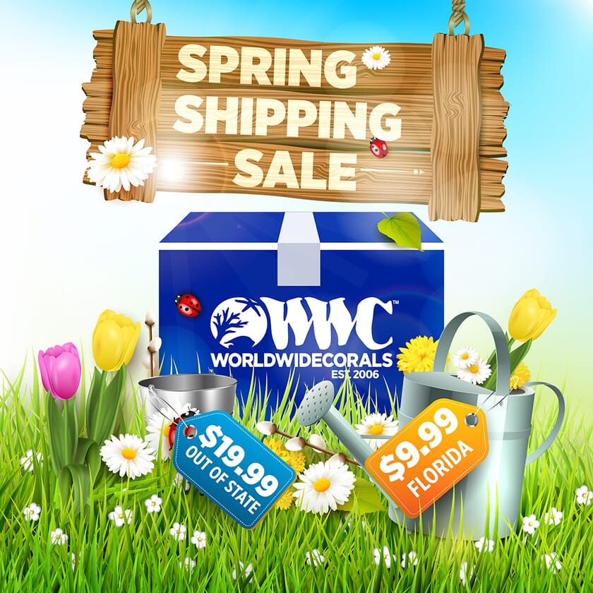spring-shipping-sale-1080.jpg