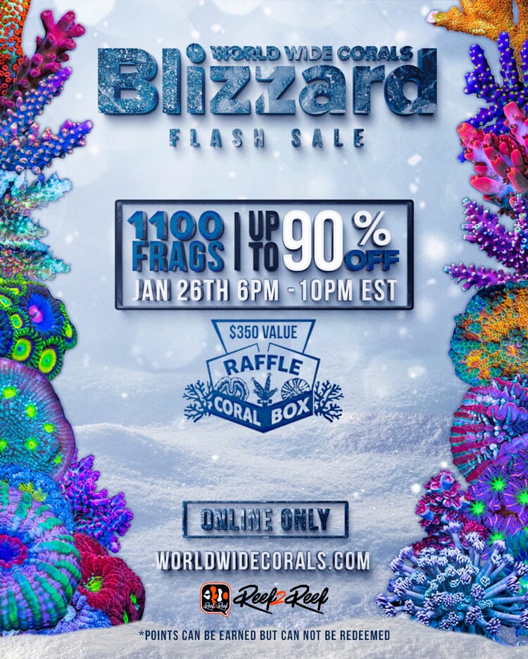 Blizzard-flyer.jpg