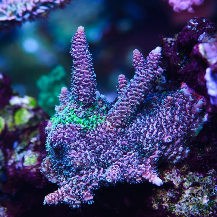 Tyree_Grafted_%20Mille_Acropora.jpg