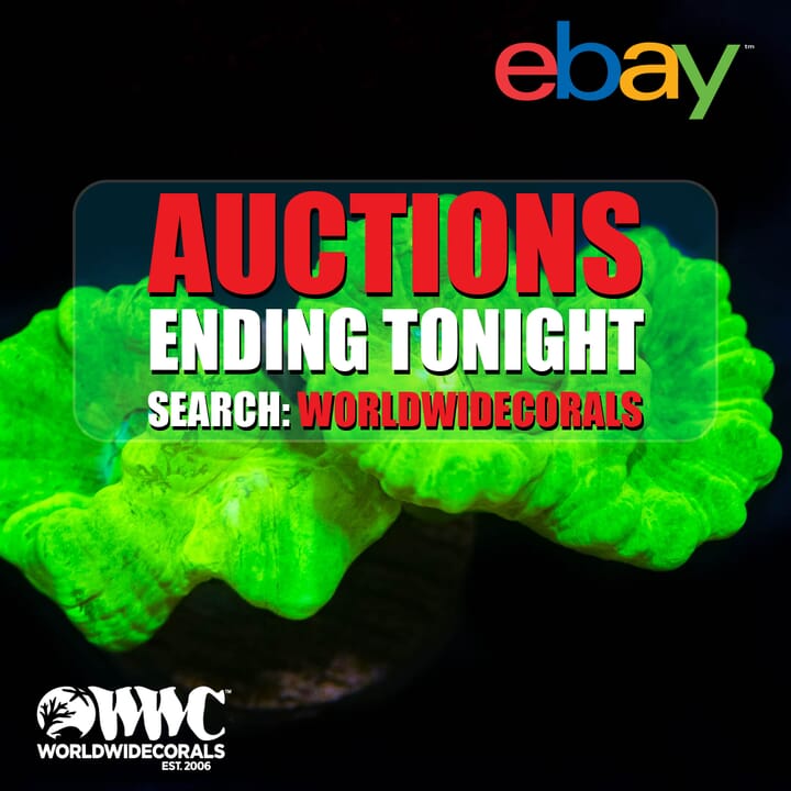 auctions%20ending11.jpg