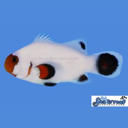 www.aquariumspecialty.com