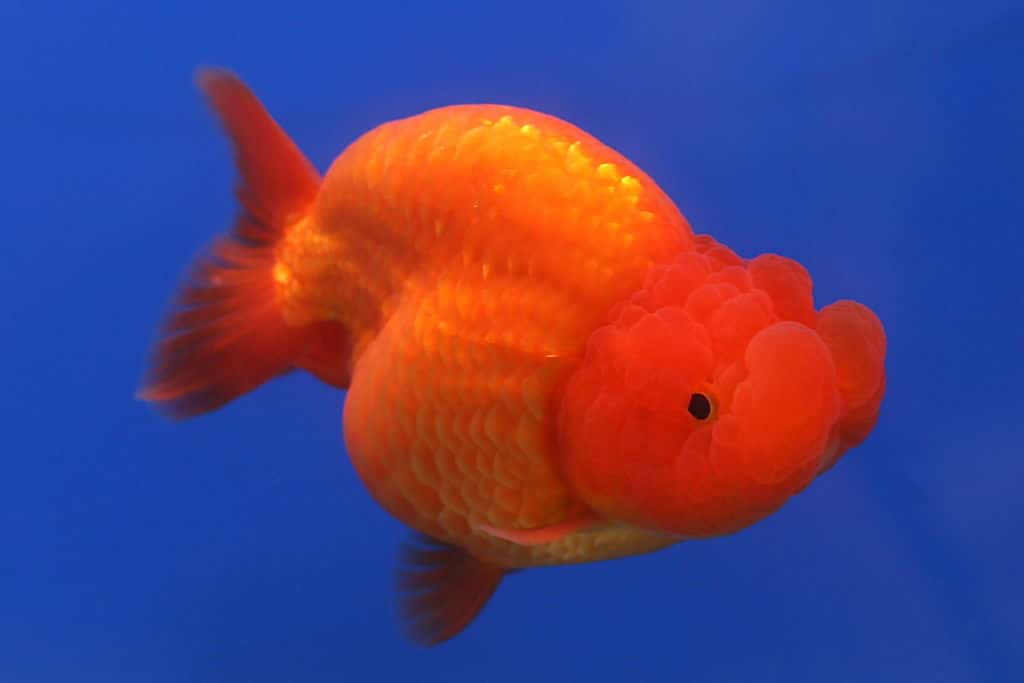 Ranchu-goldfish.jpg