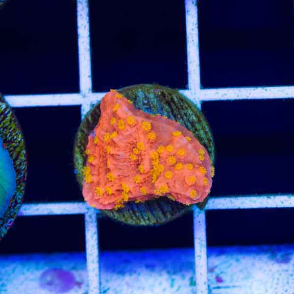 Coral Madness Starburst Monti Cap #3