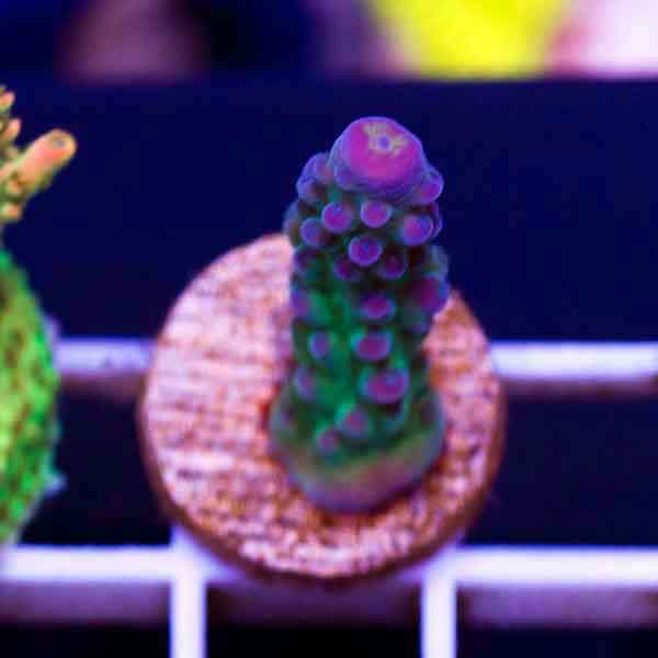 Coral Madness WWC Yellow Tip
