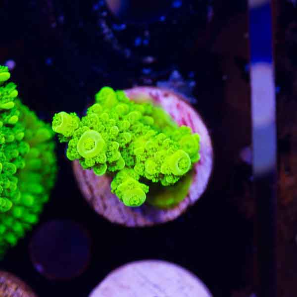 Coral Madness OG Green Bali Slimer #10