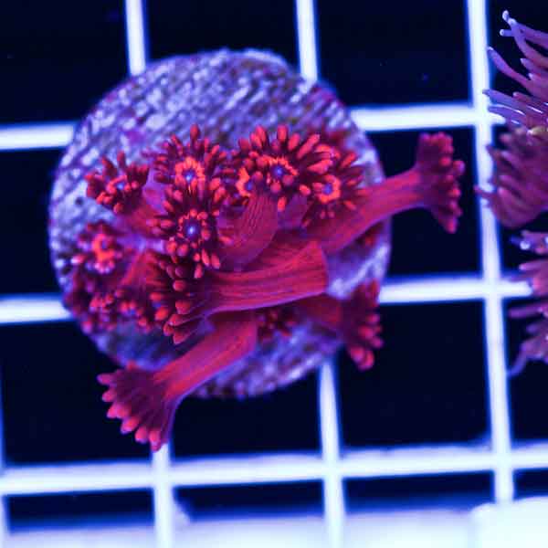 Coral Madness ORA Red Goniopora #