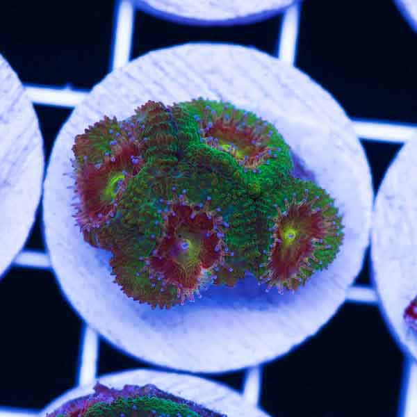 Coral Madness CC Dragonberries Acan #3