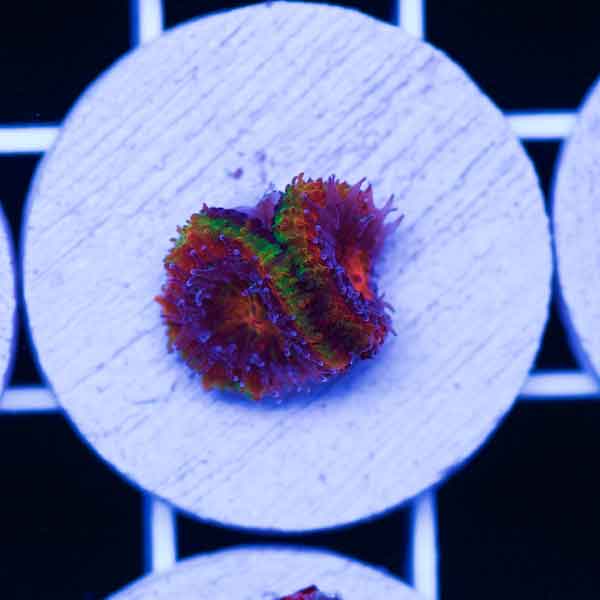 Coral Madness CC Goblins Fire Acan #2