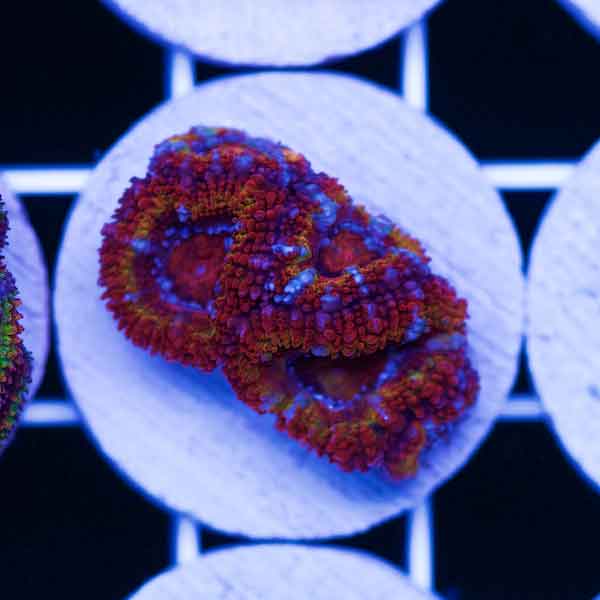 Coral Madness CC Juicy Fruit Acan #3