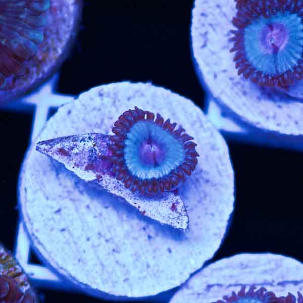 Coral Madness Blue Kiss Zoanthid #10