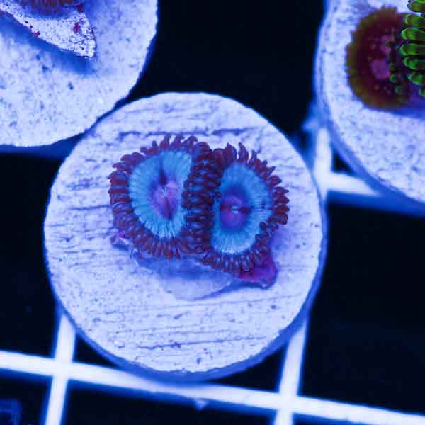 Coral Madness Blue Kiss Zoanthid #11
