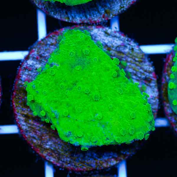 Coral Madness Nuclear Green Astreopora #4