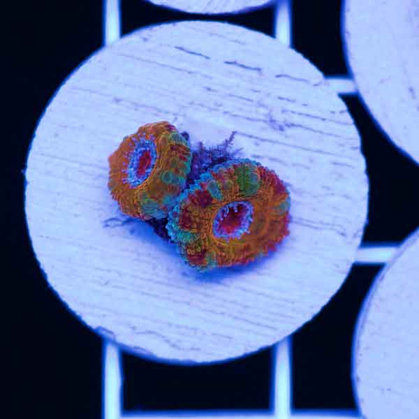Coral Madness CC Sleepy Hollow Acan