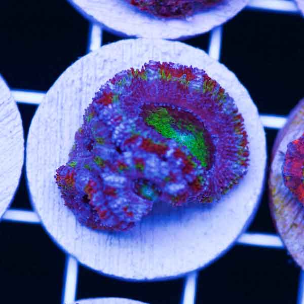 Coral Madness CC Neptunes Crown Acan #3