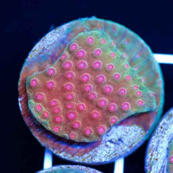 Coral Madness CC Shapeshifter Cyphastrea #5