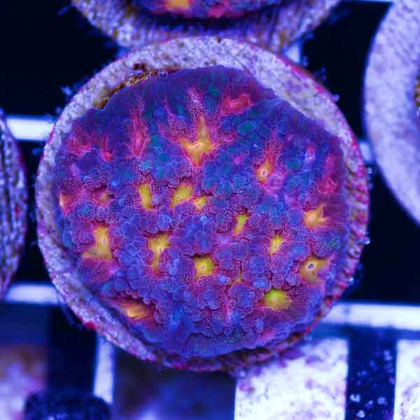 Coral Madness CC Space Cakes Favia #3