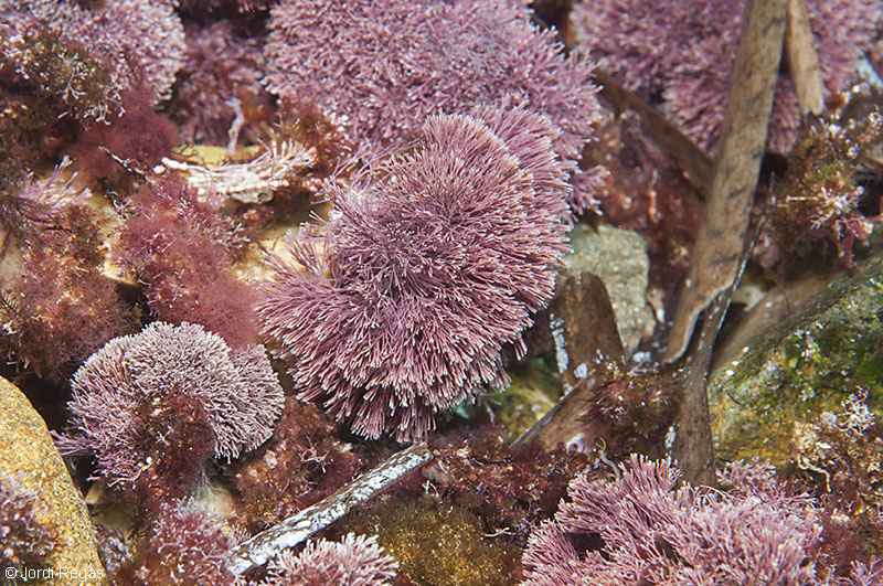Club de Inmersión Biología :: 02. Algas rojas, Jania rubens