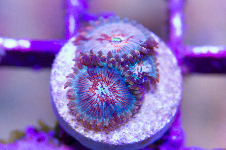 coral_for_sale_20191015_6120.jpg