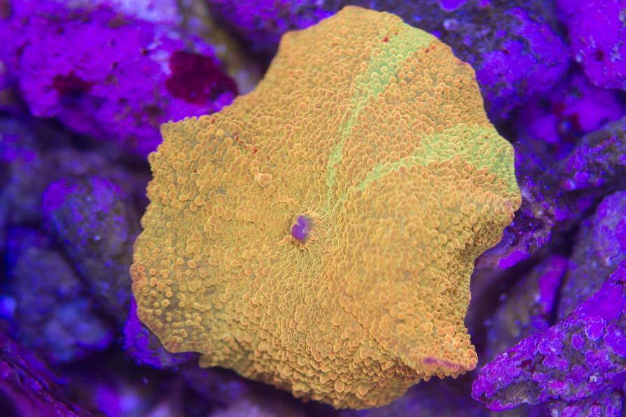 coral_for_sale_20191204_6860.jpg