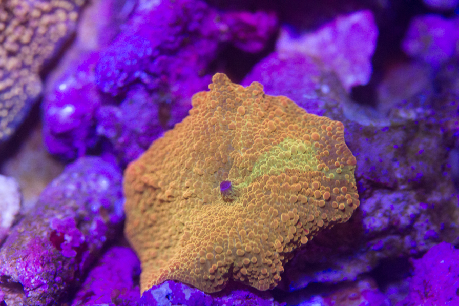 coral_for_sale_20191204_6866.jpg