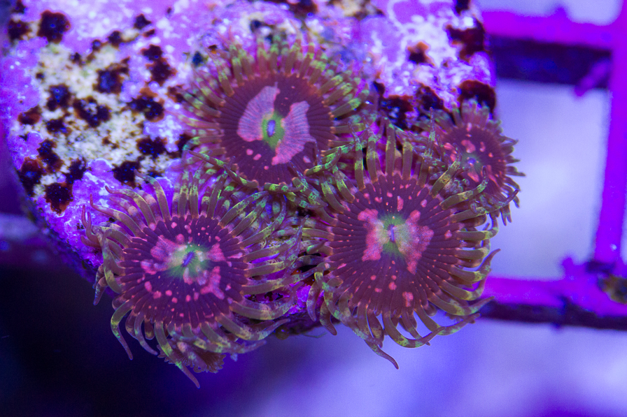 coral_for_sale_20191015_6116.jpg