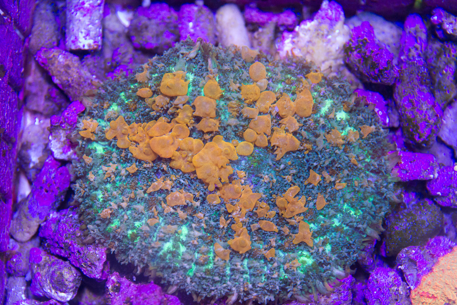 coral_for_sale_20191015_6111.jpg