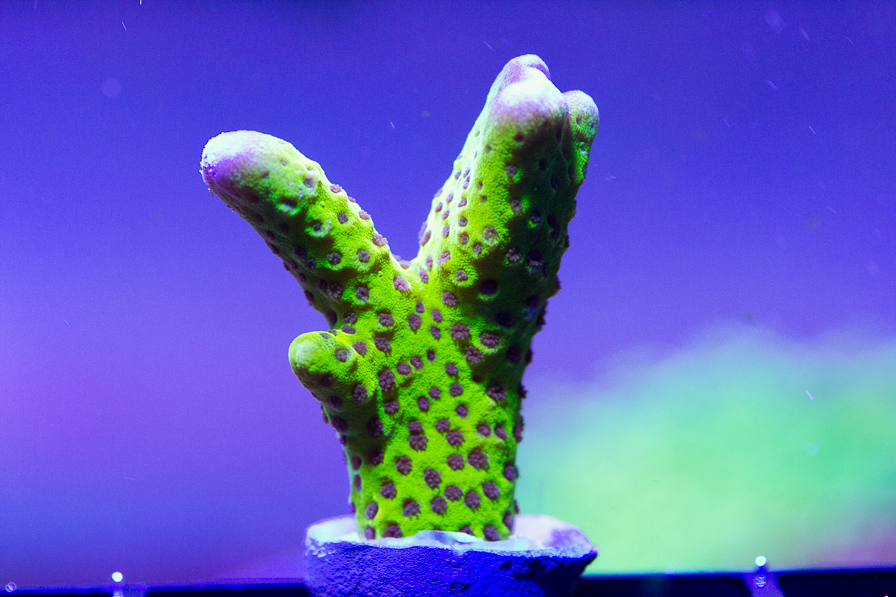 coral_for_sale_20200228_8113.jpg