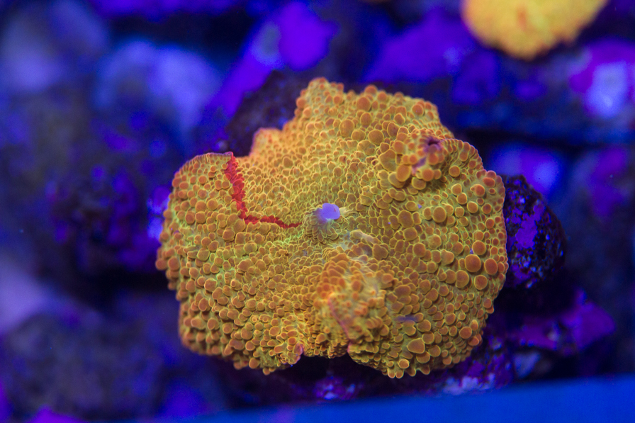 coral_for_sale_20190508_2956.jpg