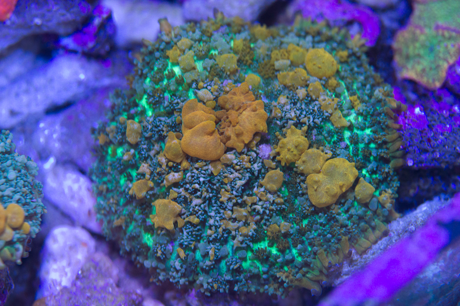 coral_for_sale_20190508_2936.jpg