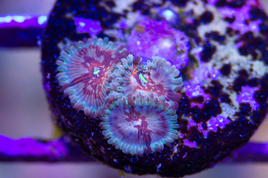 coral_for_sale_20191015_6121.jpg