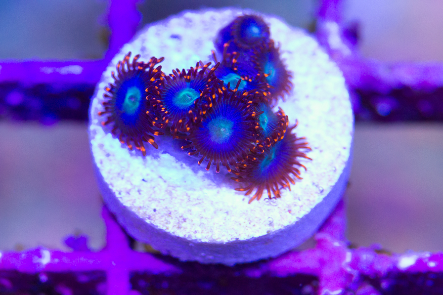 coral_for_sale_20191015_6131.jpg